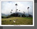 Valle de Cocora