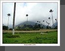 Valle de Cocora