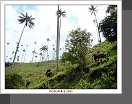 Valle de Cocora