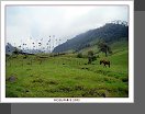 Valle de Cocora