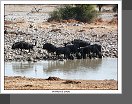 Etosha