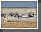 Etosha