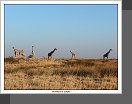 Etosha