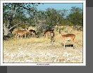 Etosha