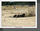 Etosha