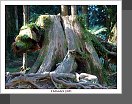 Alishan