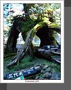 Alishan
