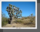 Joshua Tree