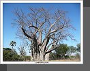 Velký baobab